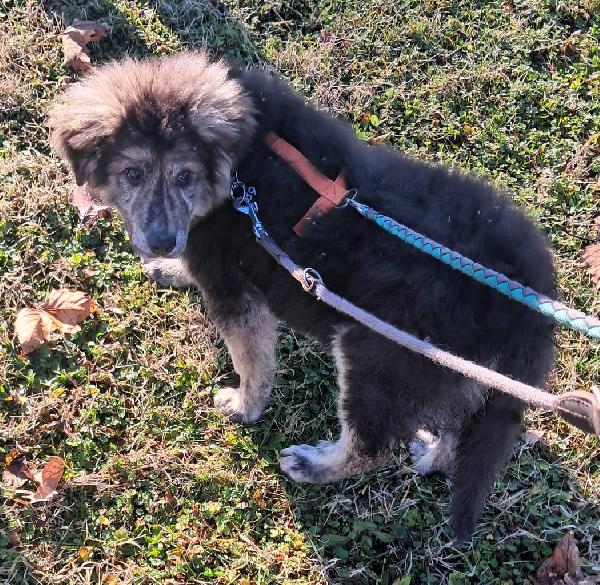 PAUL NEWMAN CUCCIOLO Foto 8